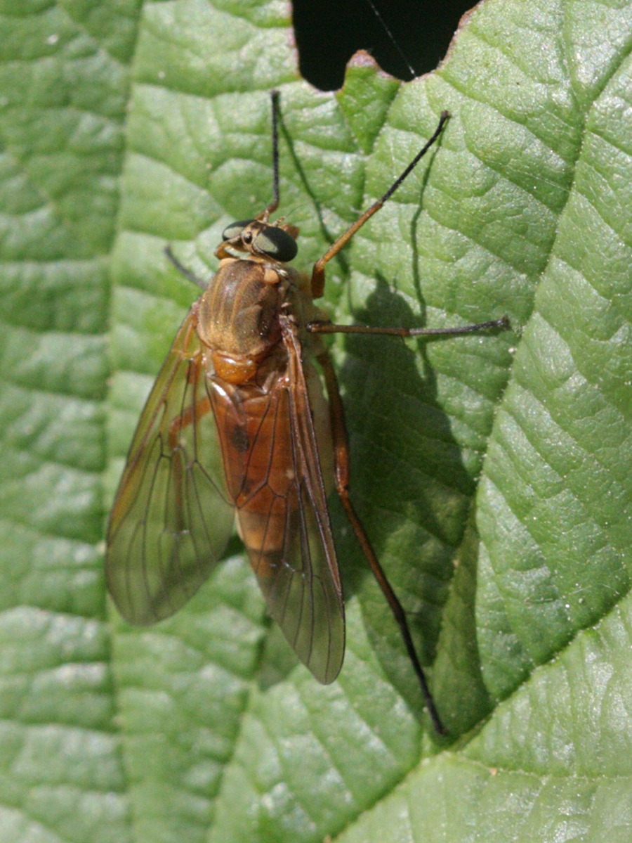 rhagio_tringarius2bd