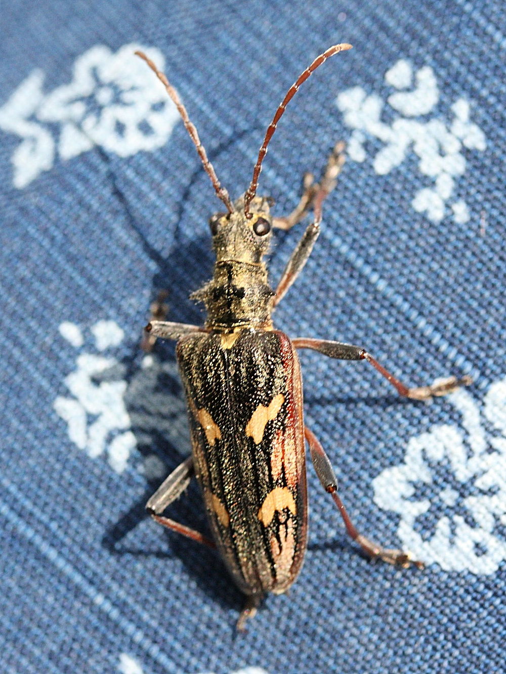 rhagium_bifasciatum1md