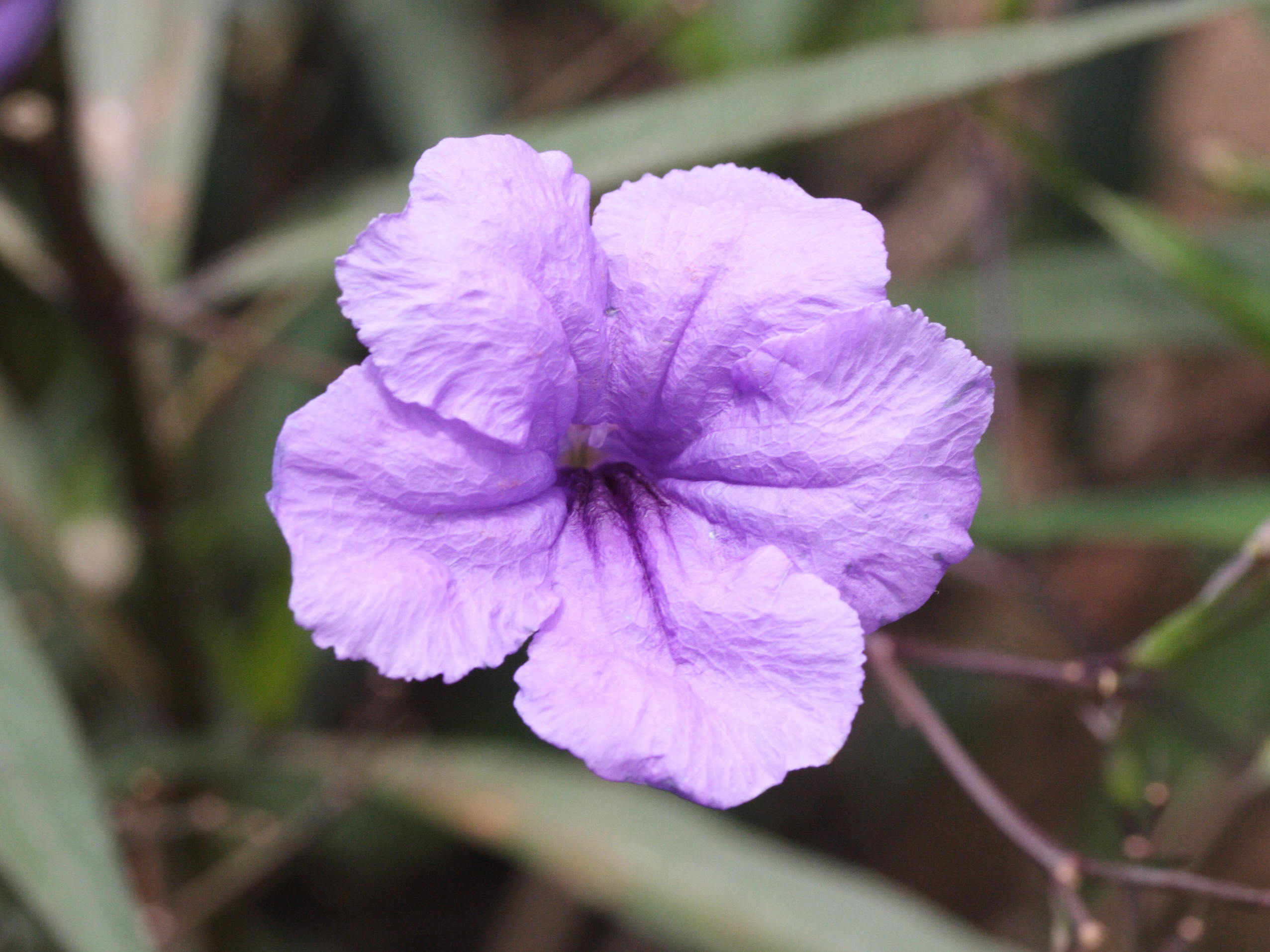 ruellia_tweediana2md