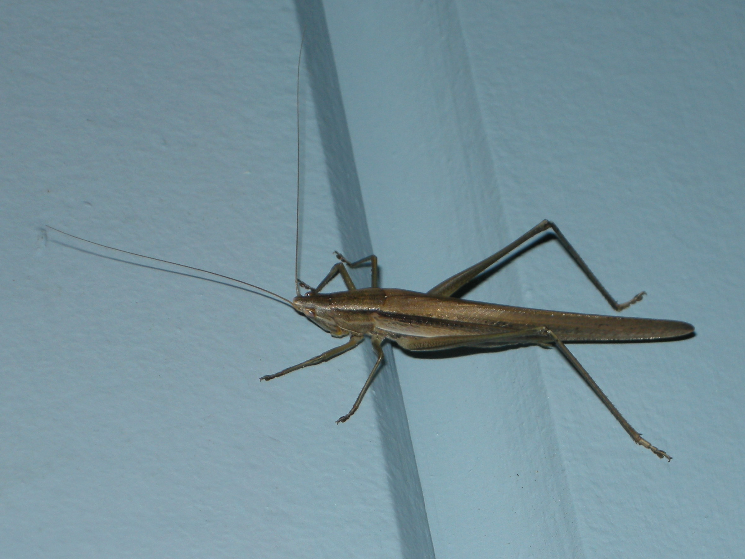 ruspolia_differens1md