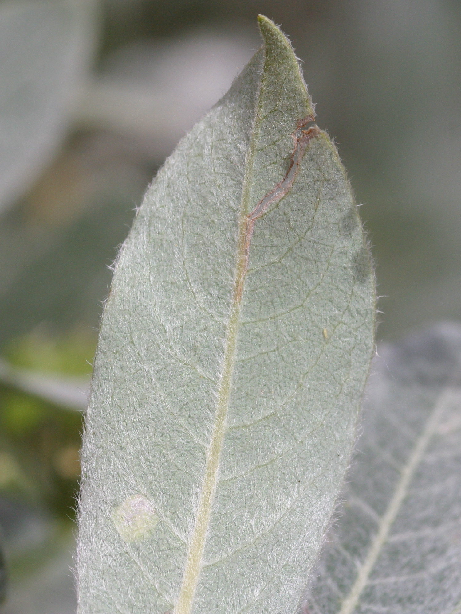 Afficher le média salix_lapponum3bd salix_lapponum3bd