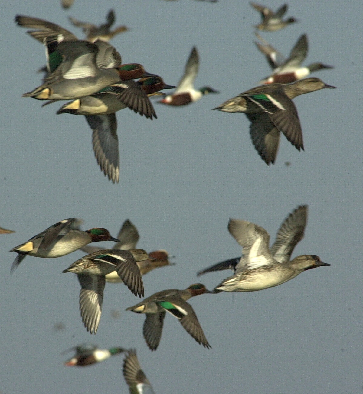 sarcelle_d-hiver_-_anas_crecca5md