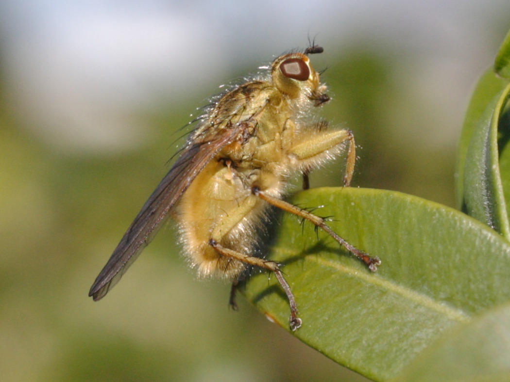 scatophaga_stercoraria6md