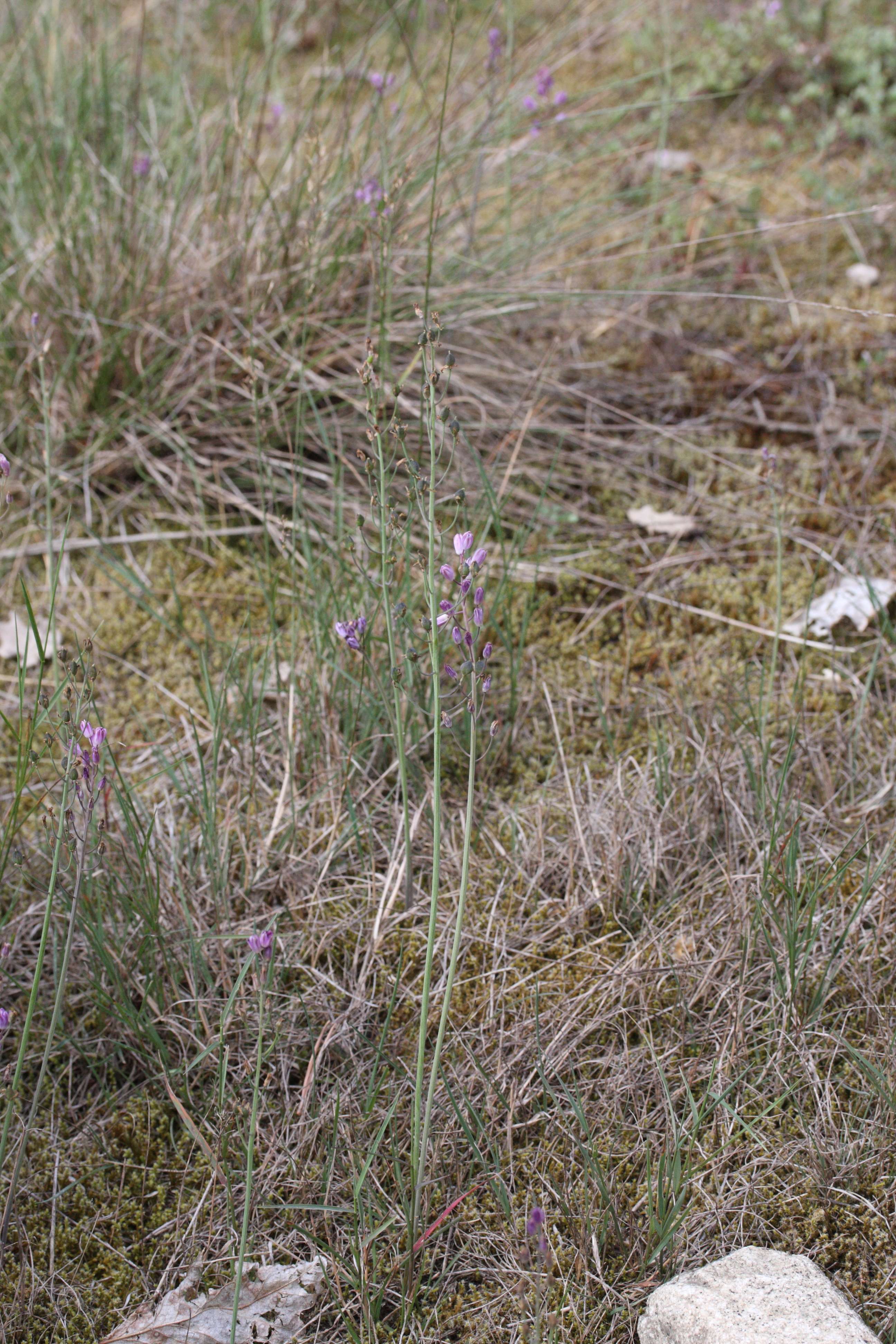 Afficher le média scilla_autumnalis3md scilla_autumnalis3md