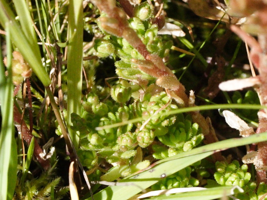 sedum_hirsutum3md