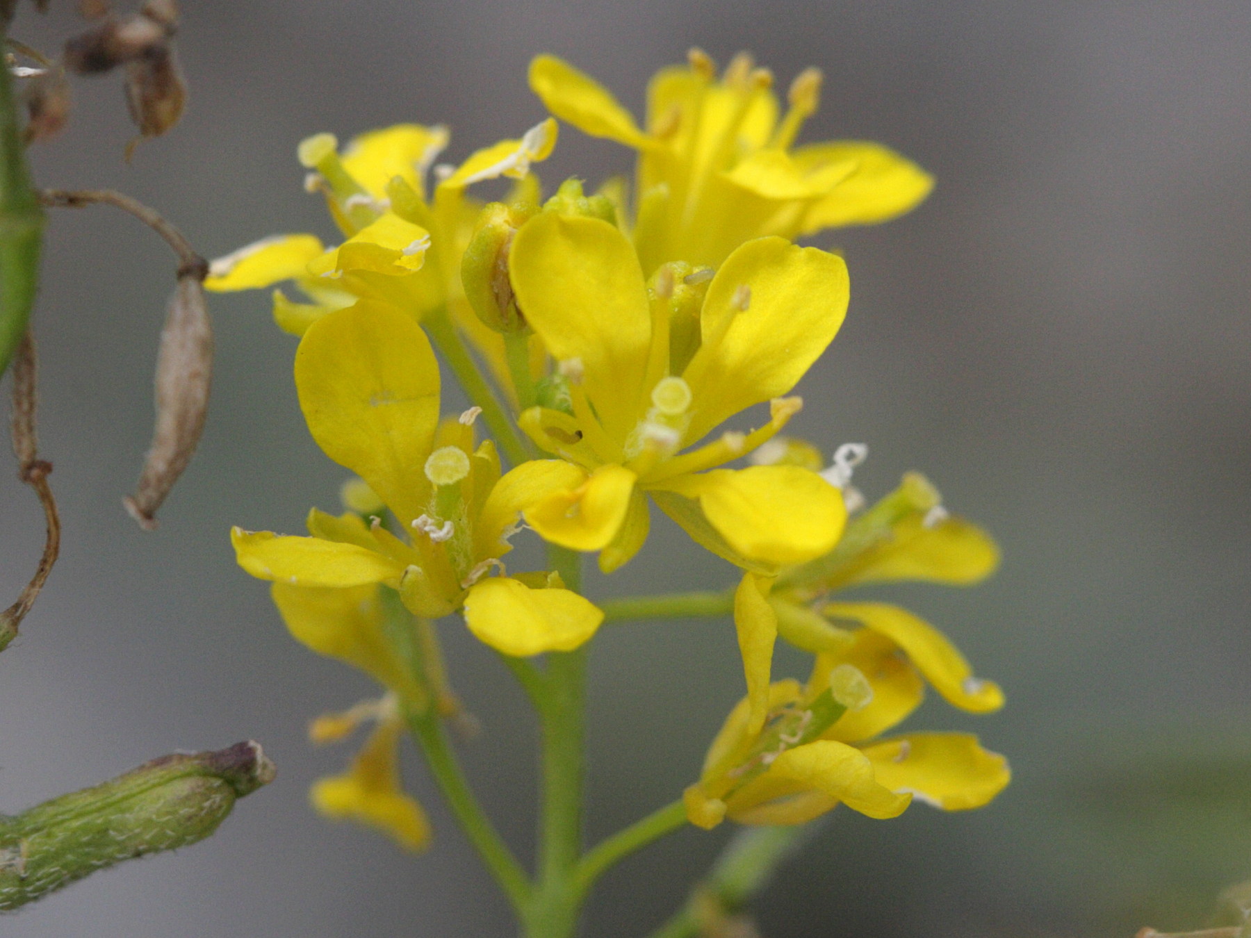 sisymbrium_austriacum_chrysanthum3bd