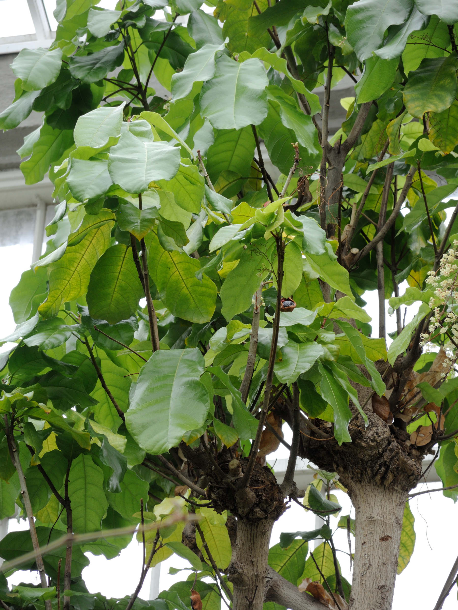 Afficher le média sterculia_balanghas1md sterculia_balanghas1md