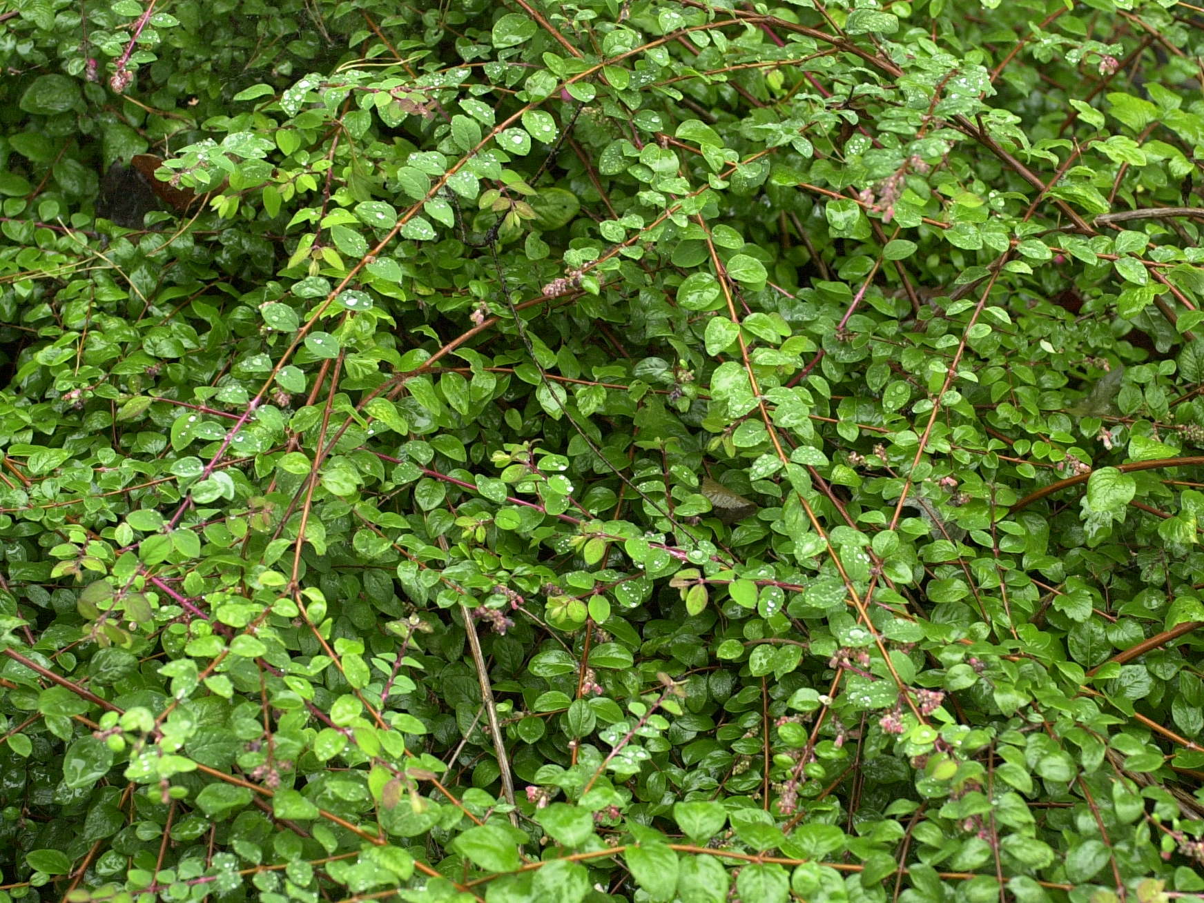 symphoricarpos_orbiculatus_hancock1md