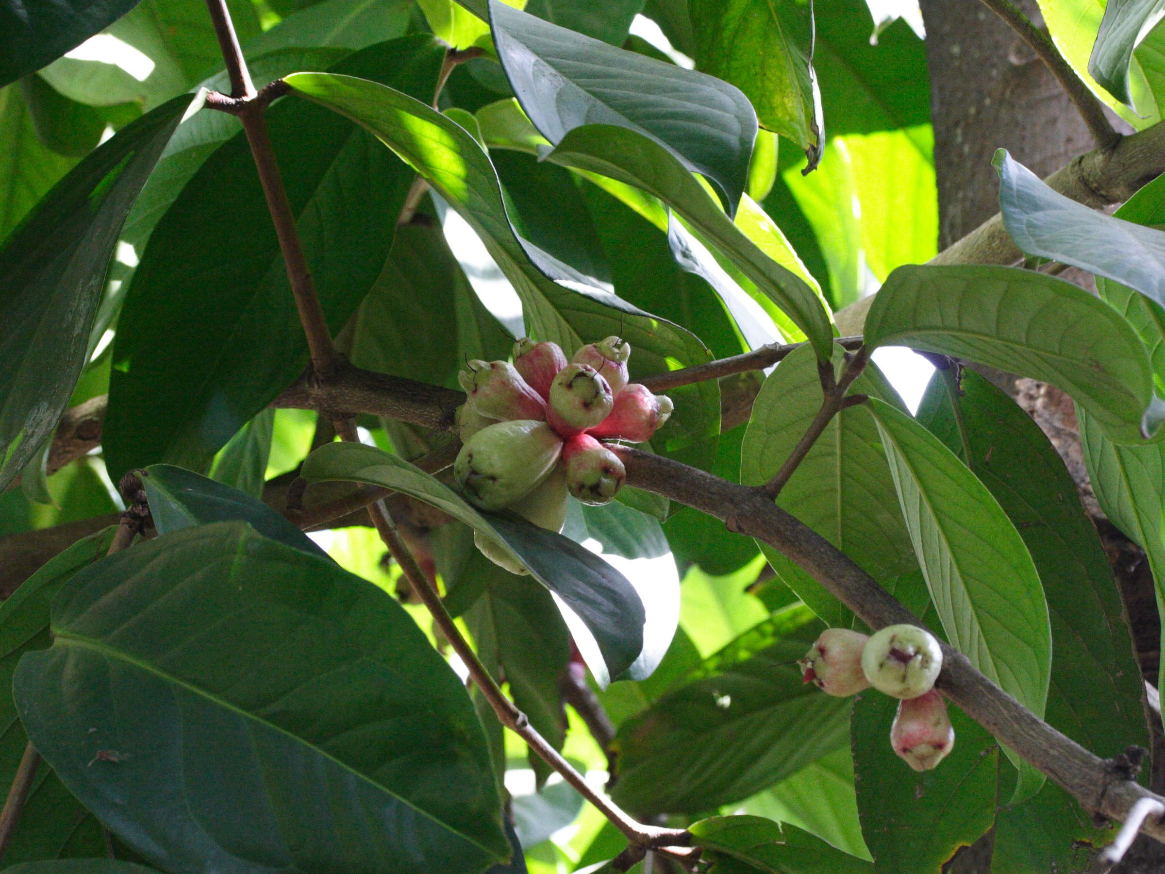 syzygium_samarangense2md