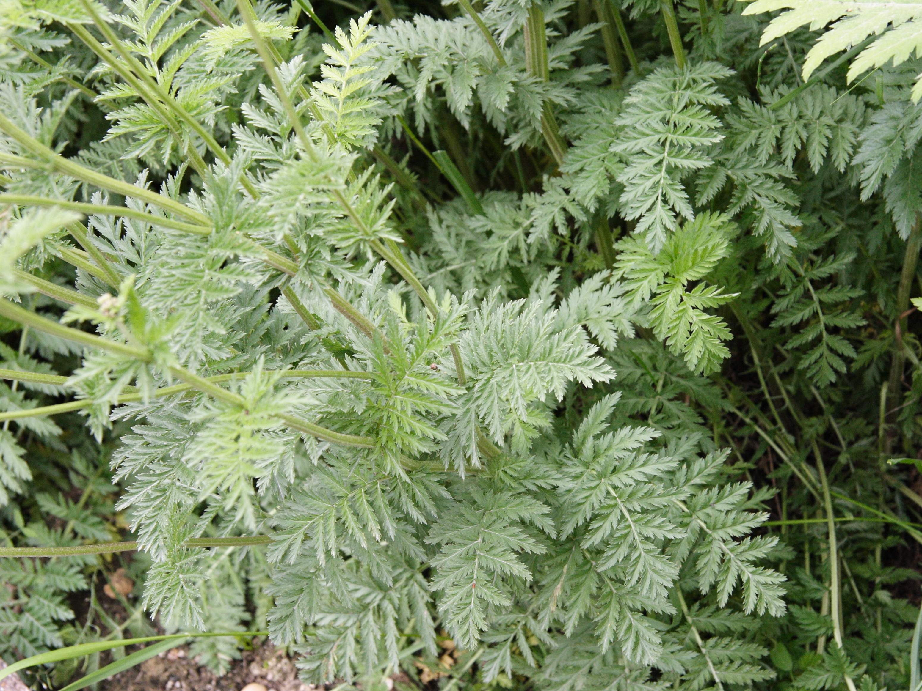 tanacetum_corymbosum_corymbosum2md