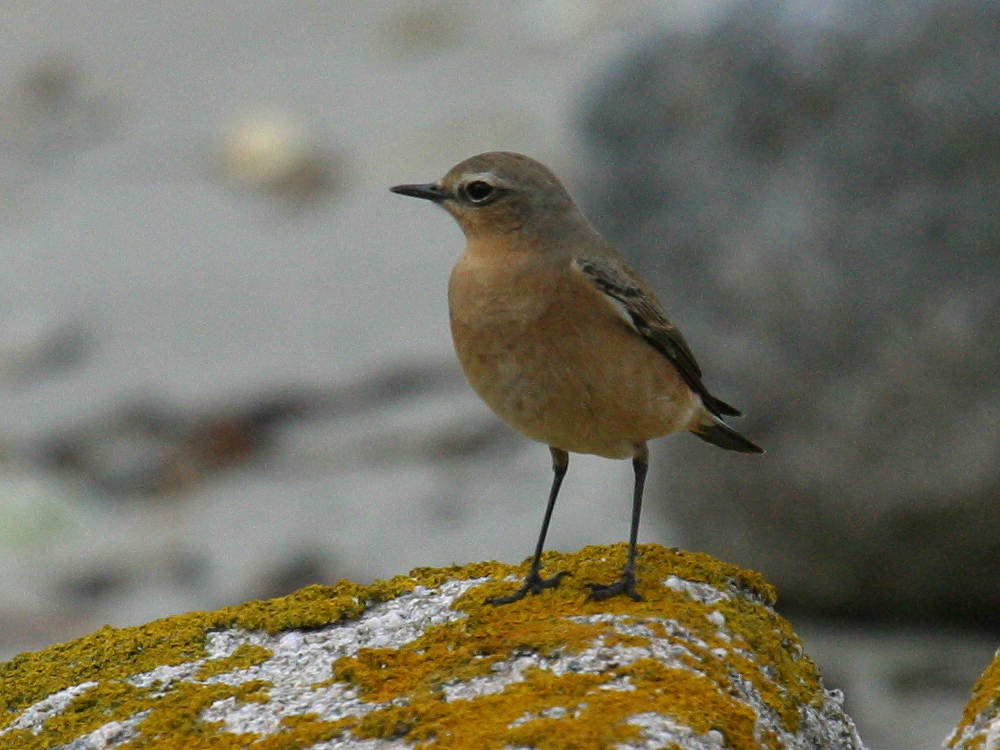 traquet_motteux_-_oenanthe_oenanthe4bd