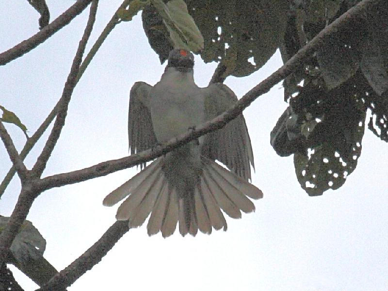 tyran_gris_-_tyrannus_dominicensis2bd