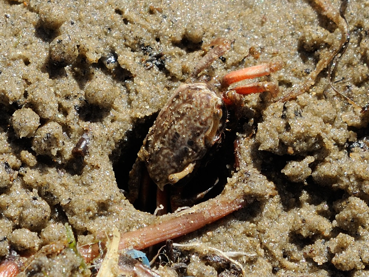 Afficher le média uca_annulipes3md uca_annulipes3md