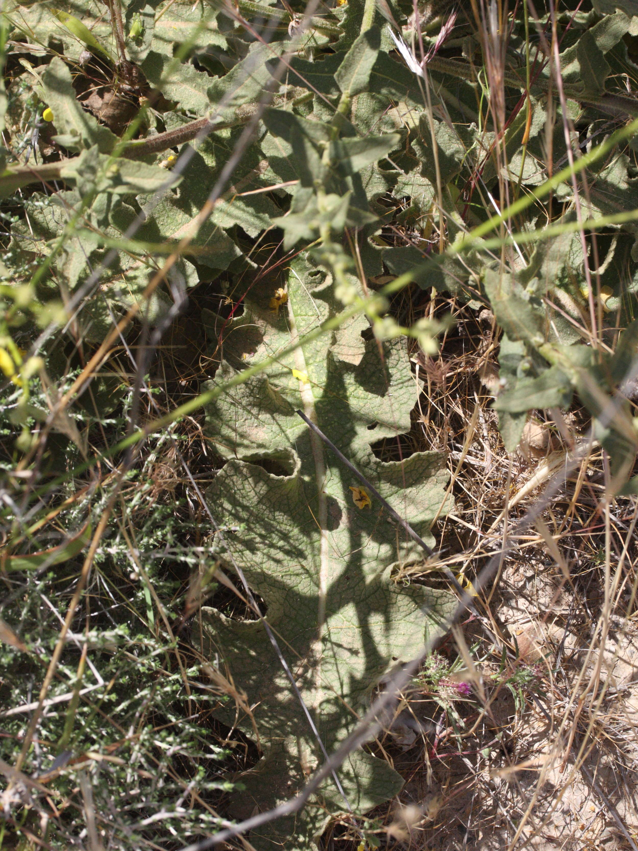 verbascum_sinuatum4md