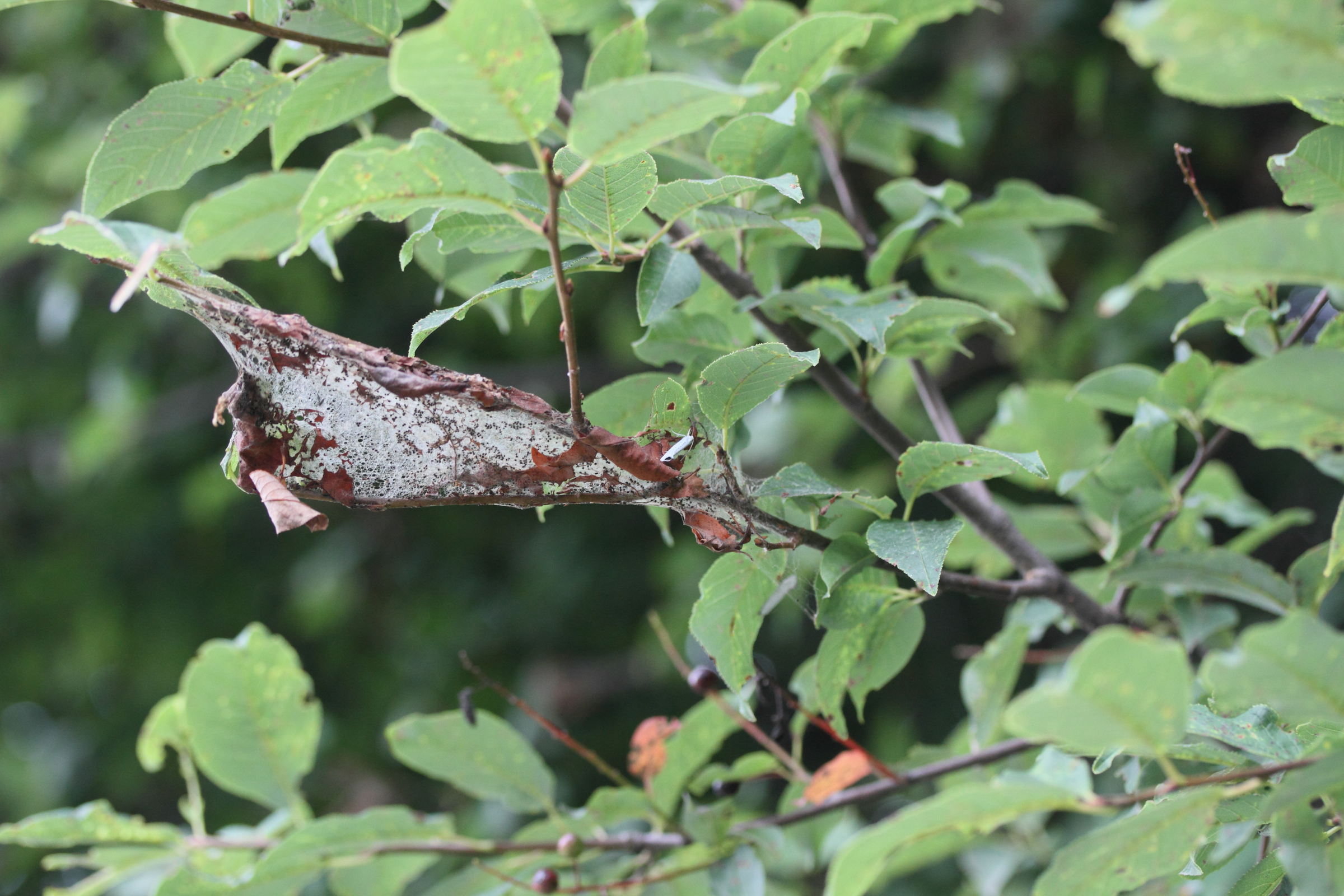 yponomeuta_evonymella4md