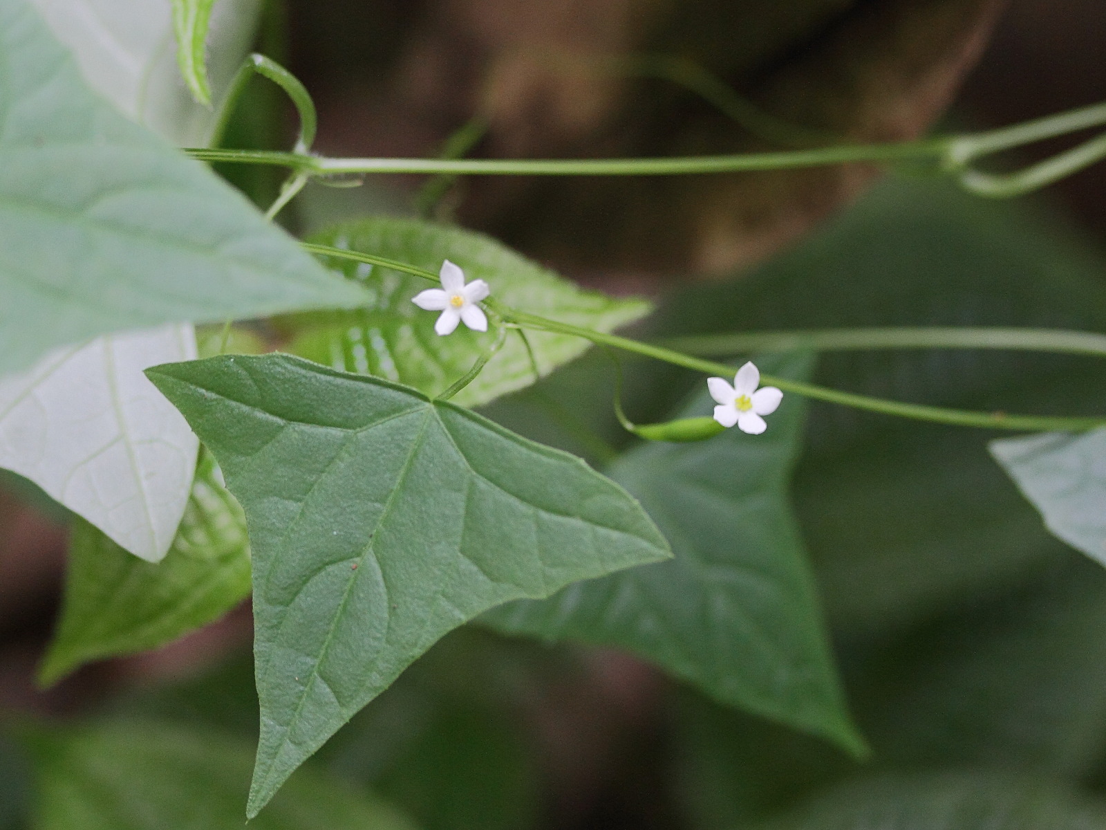 zehneria_thwaitesii1md