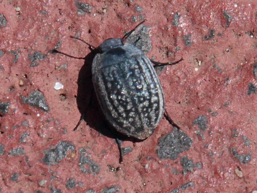 zophosis_bicarinata1md