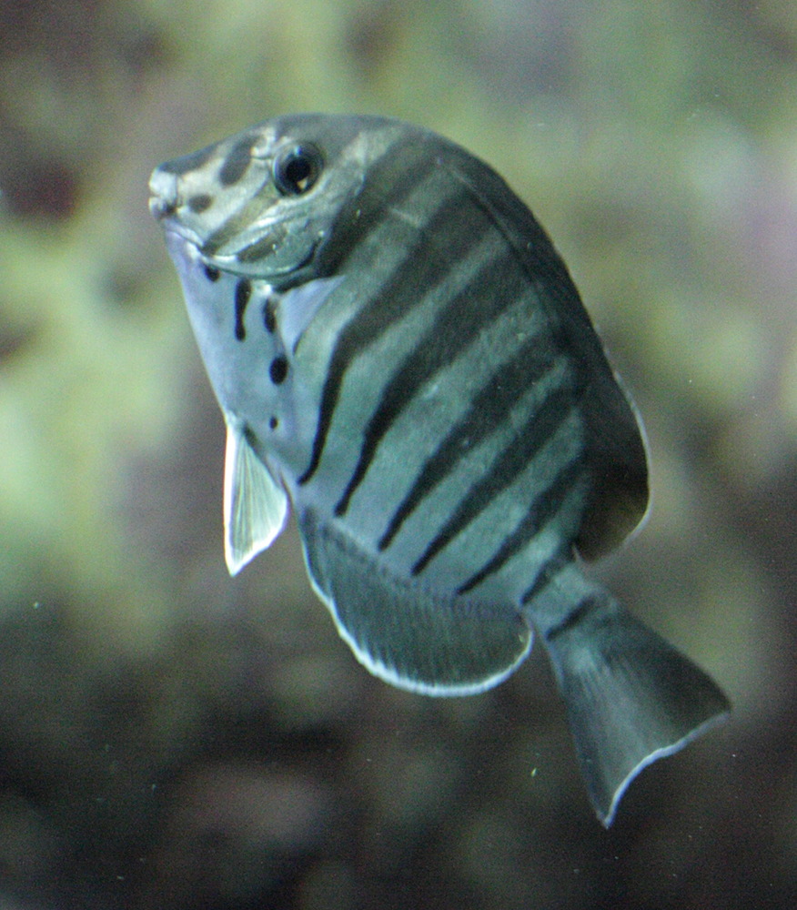 Afficher le média acanthurus_polyzona1bd acanthurus_polyzona1bd