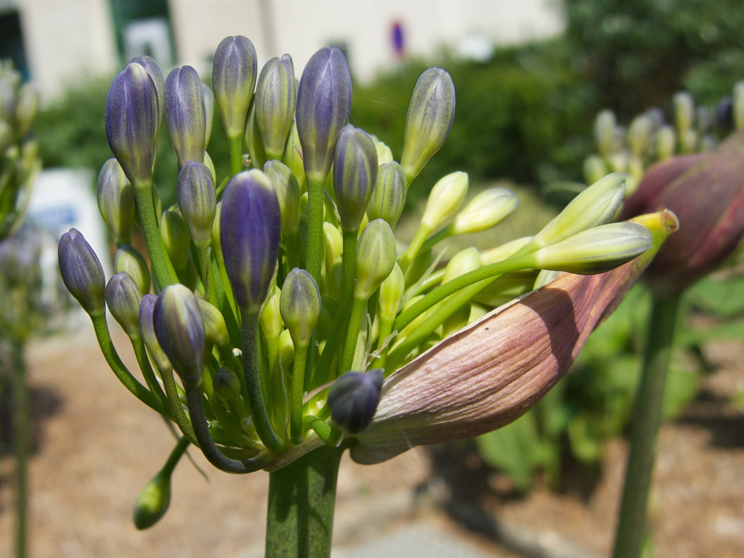 agapanthus_praecox4md