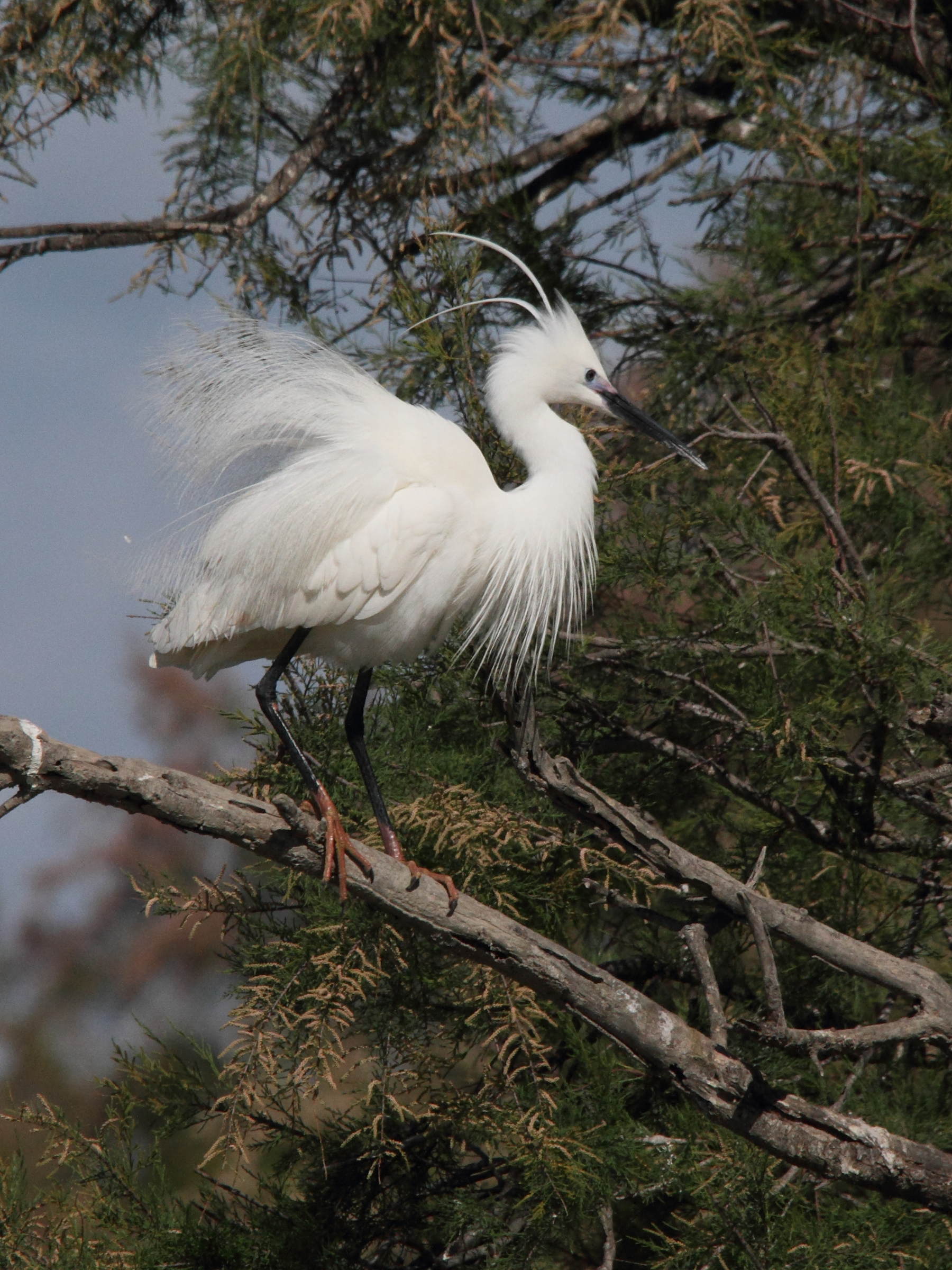 aigrette_garzette_-_egretta_garzetta3md