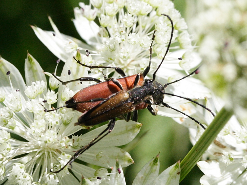 anastrangalia_sanguinolenta4md