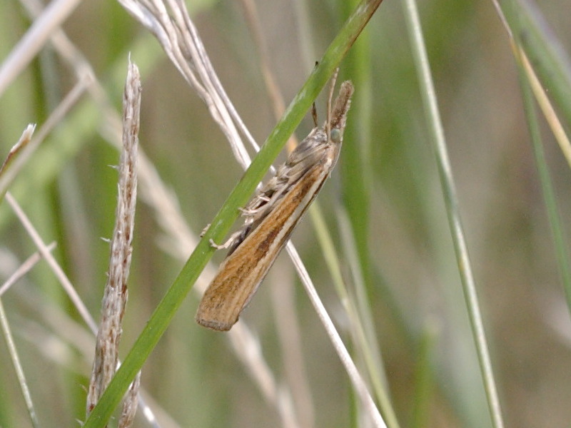 ancylolomia_disparalis1md