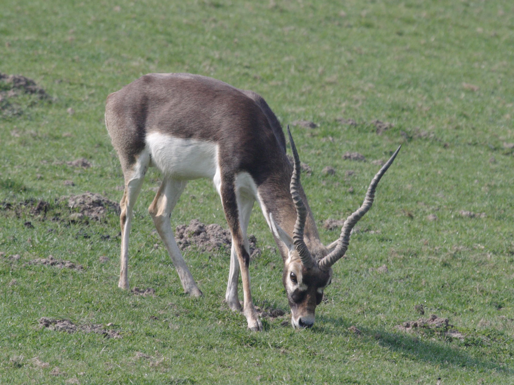 antilope_cervicapra6bd
