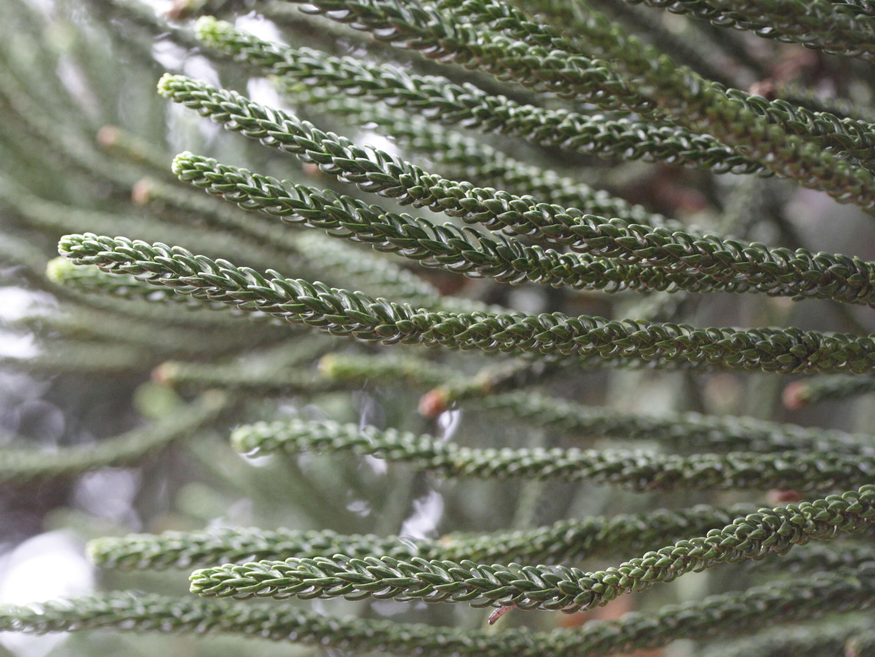 araucaria_columnaris2md
