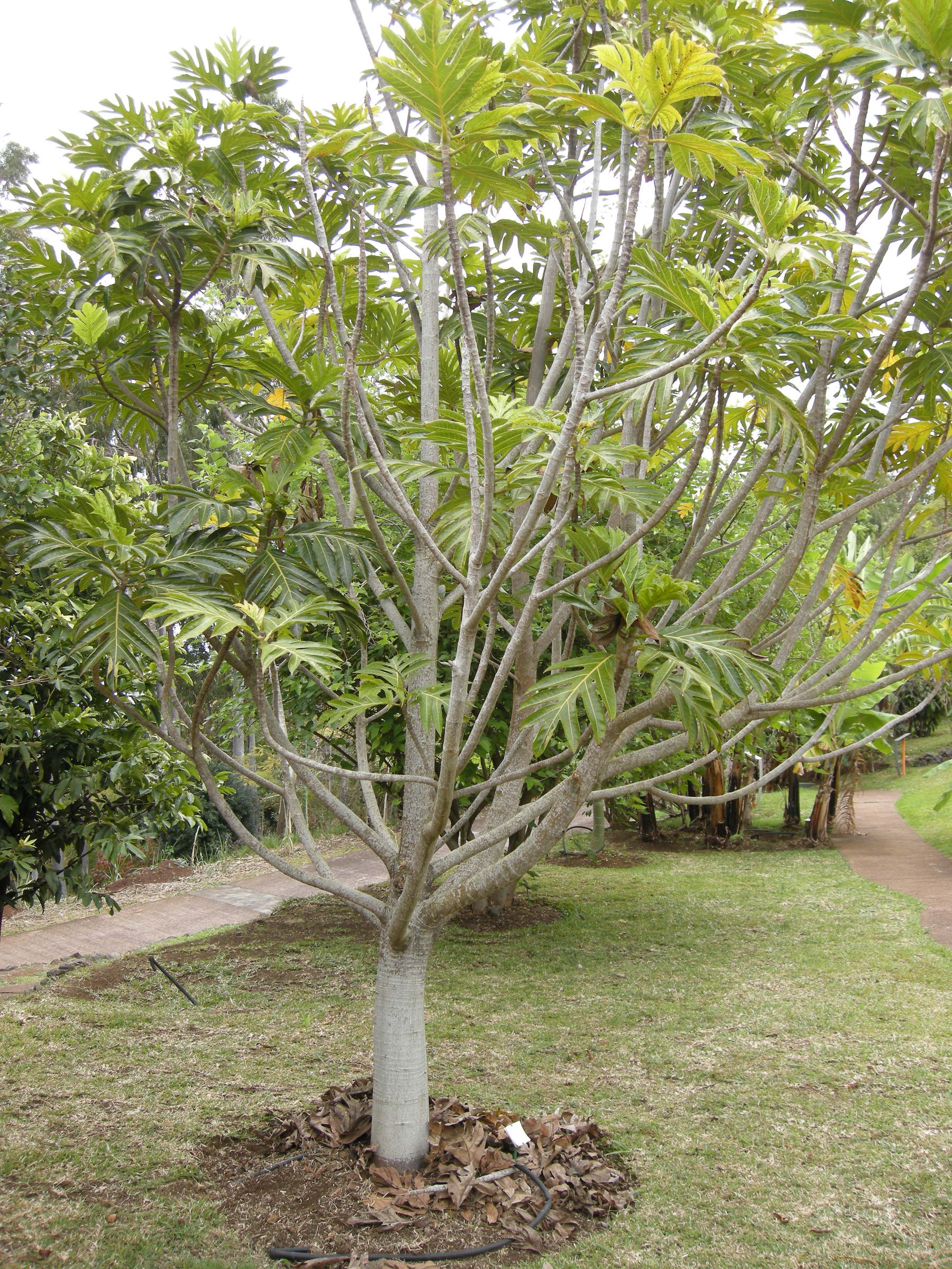 artocarpus_altilis2md