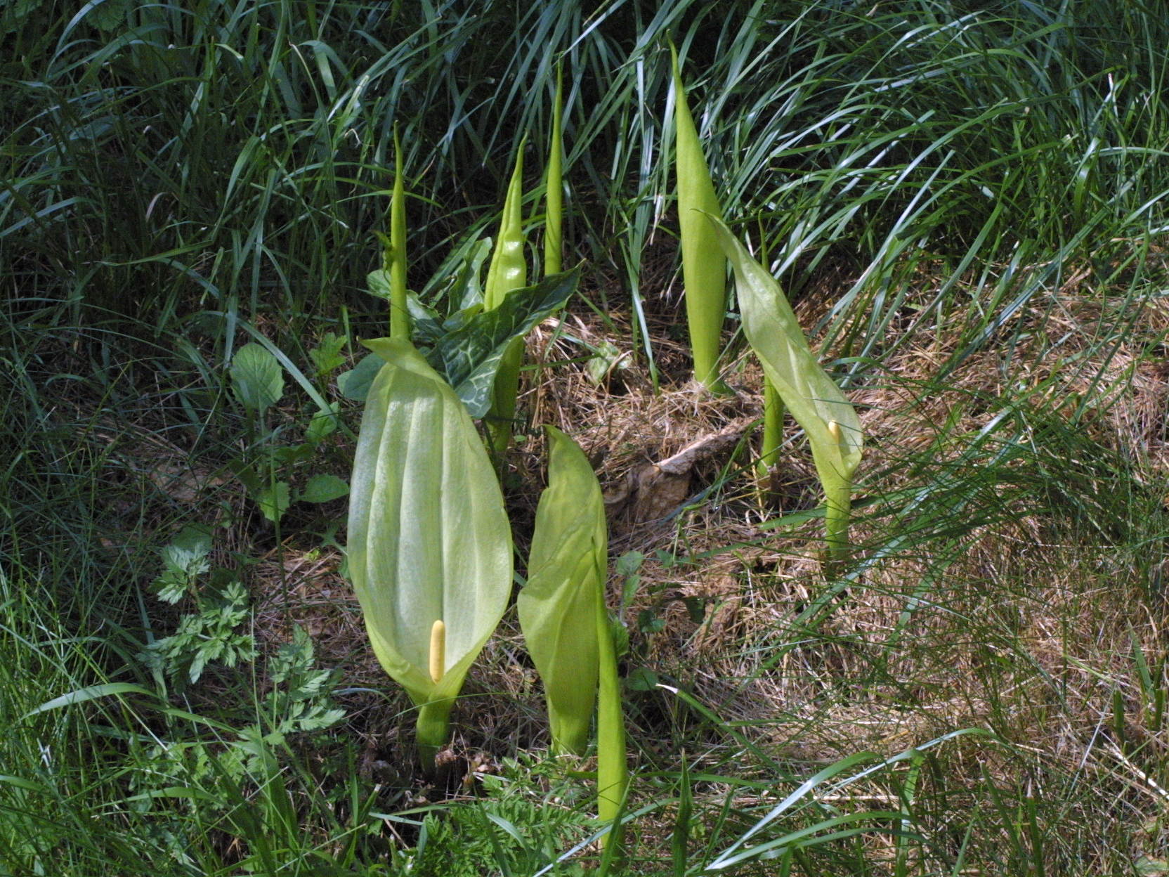 arum_italicum2md