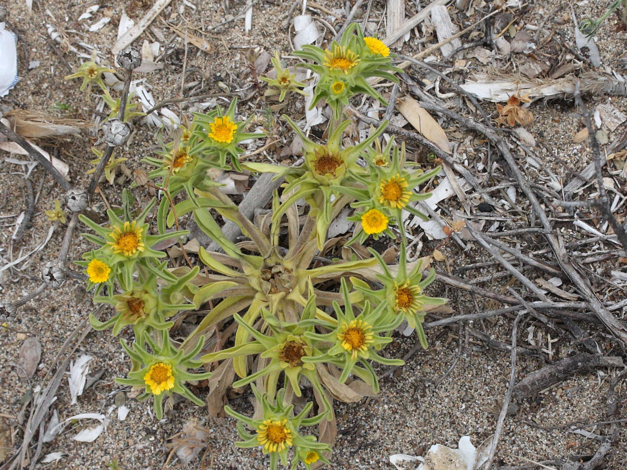 asteriscus_aquaticus_aquaticus2md