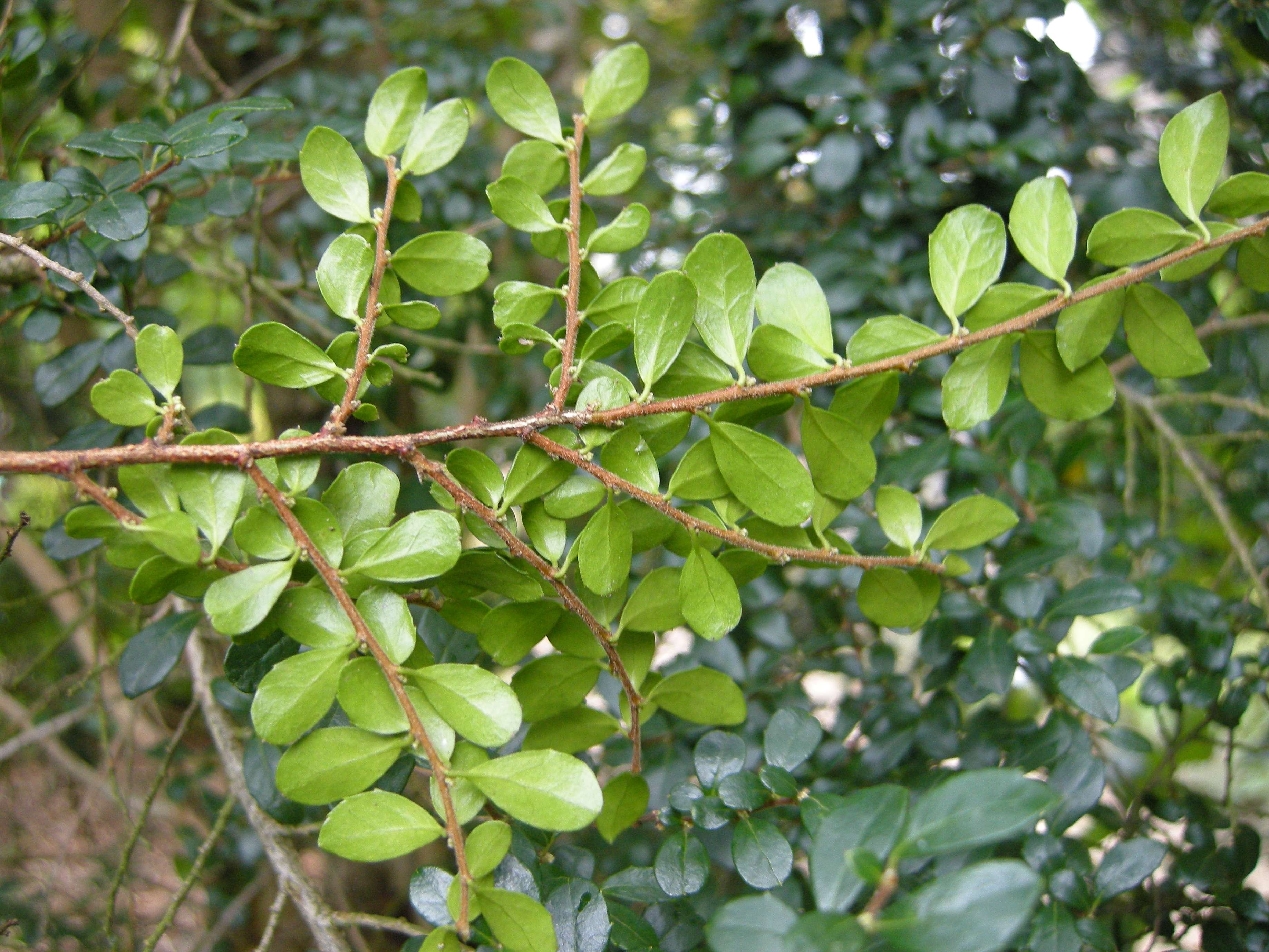 azara_microphylla2bd