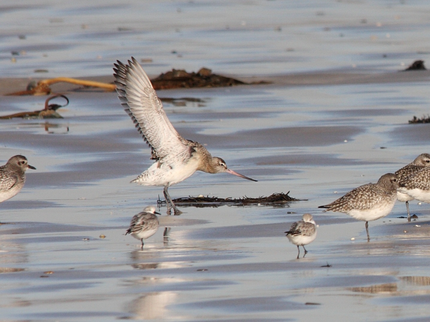 barge_rousse_-_limosa_lapponica3bd