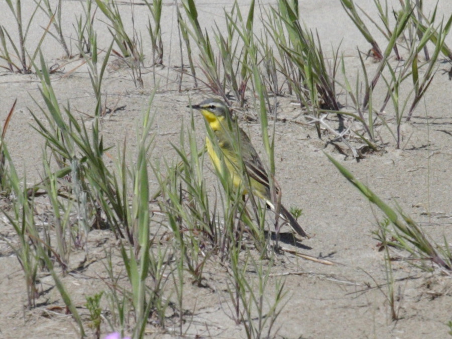 bergeronnette_printaniere_-_motacilla_flava_flava3bd