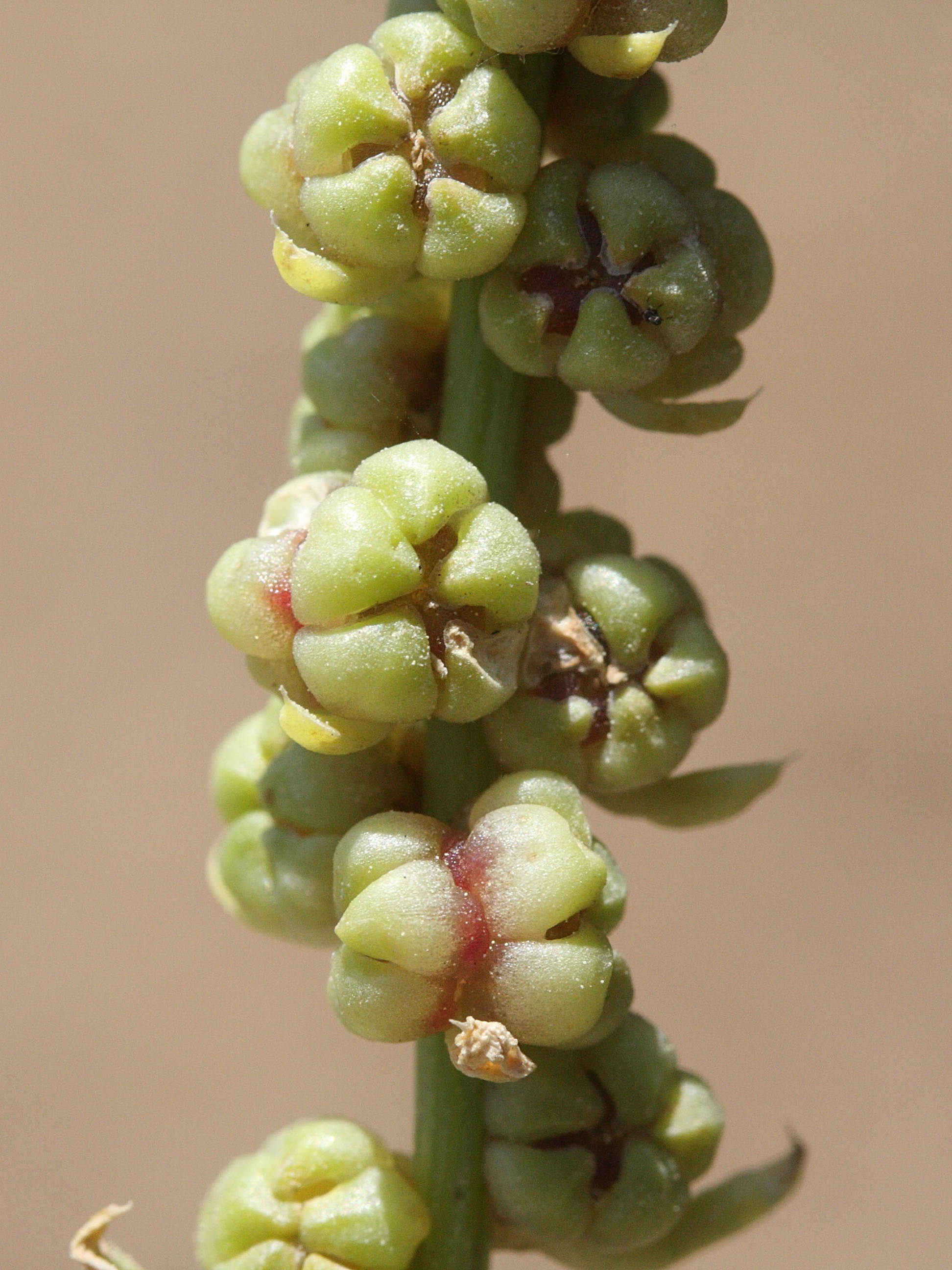 Afficher le média beta_maritima8md beta_maritima8md