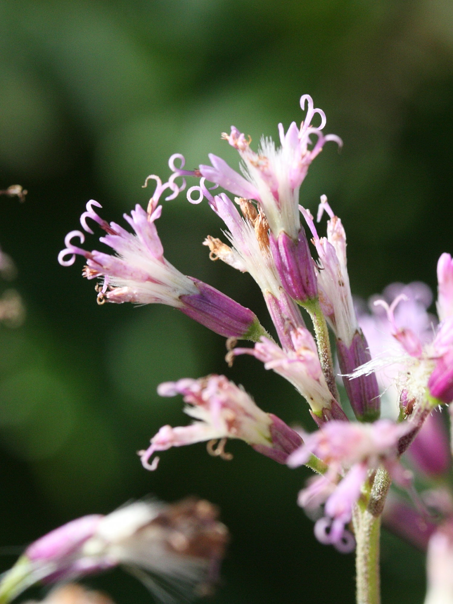 Afficher le média cacalia_alliariae3md cacalia_alliariae3md