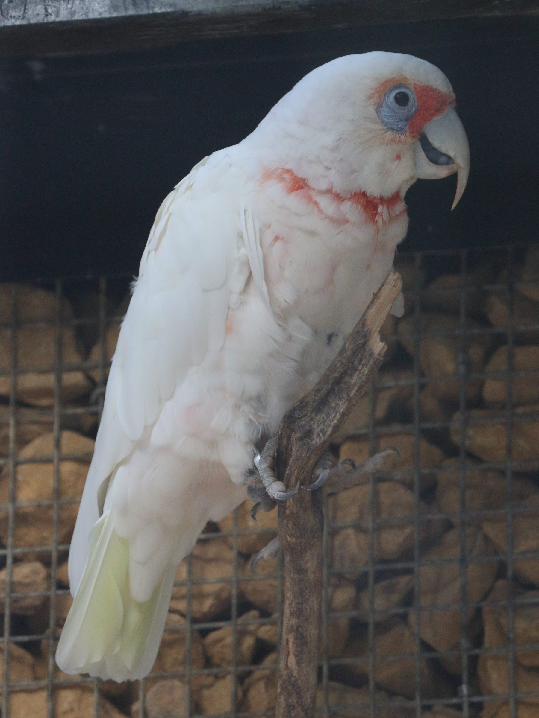 cacatoes_nasique_-_cacatua_tenuirostris2bd