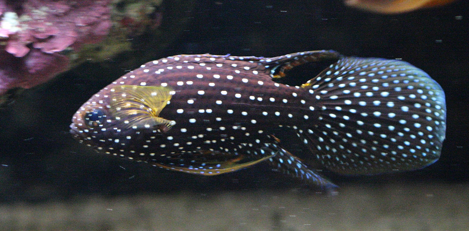 calloplesiops_altivelis1bd