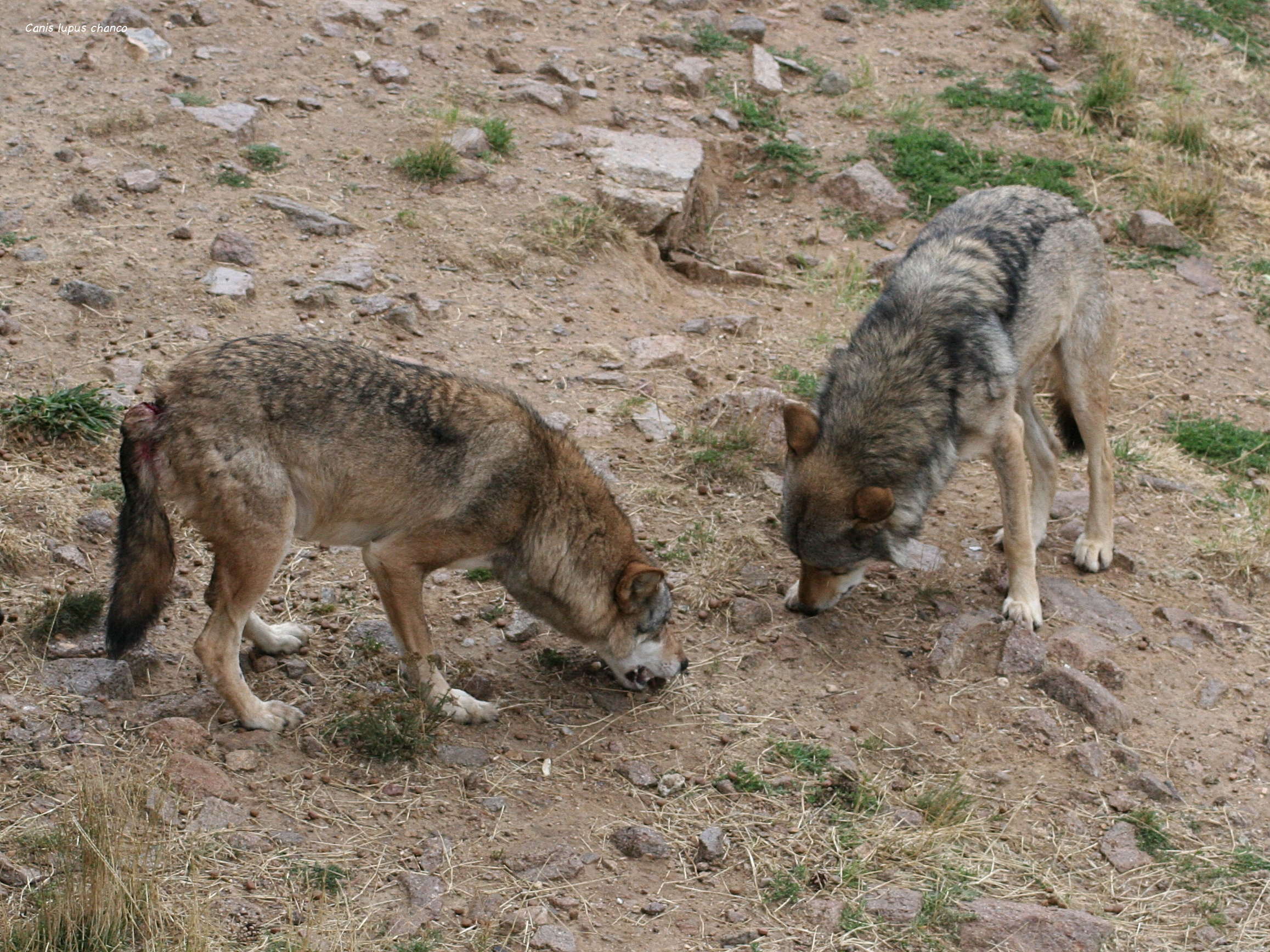 canis_lupus_chanco1
