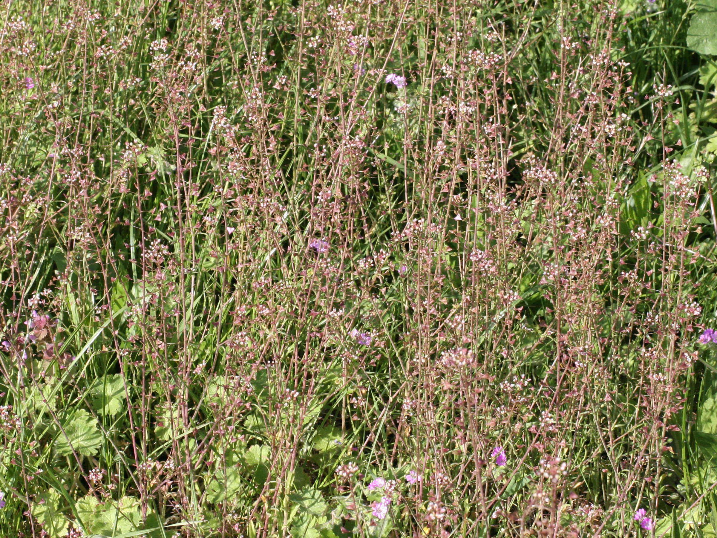 Afficher le média capsella_rubella2md capsella_rubella2md