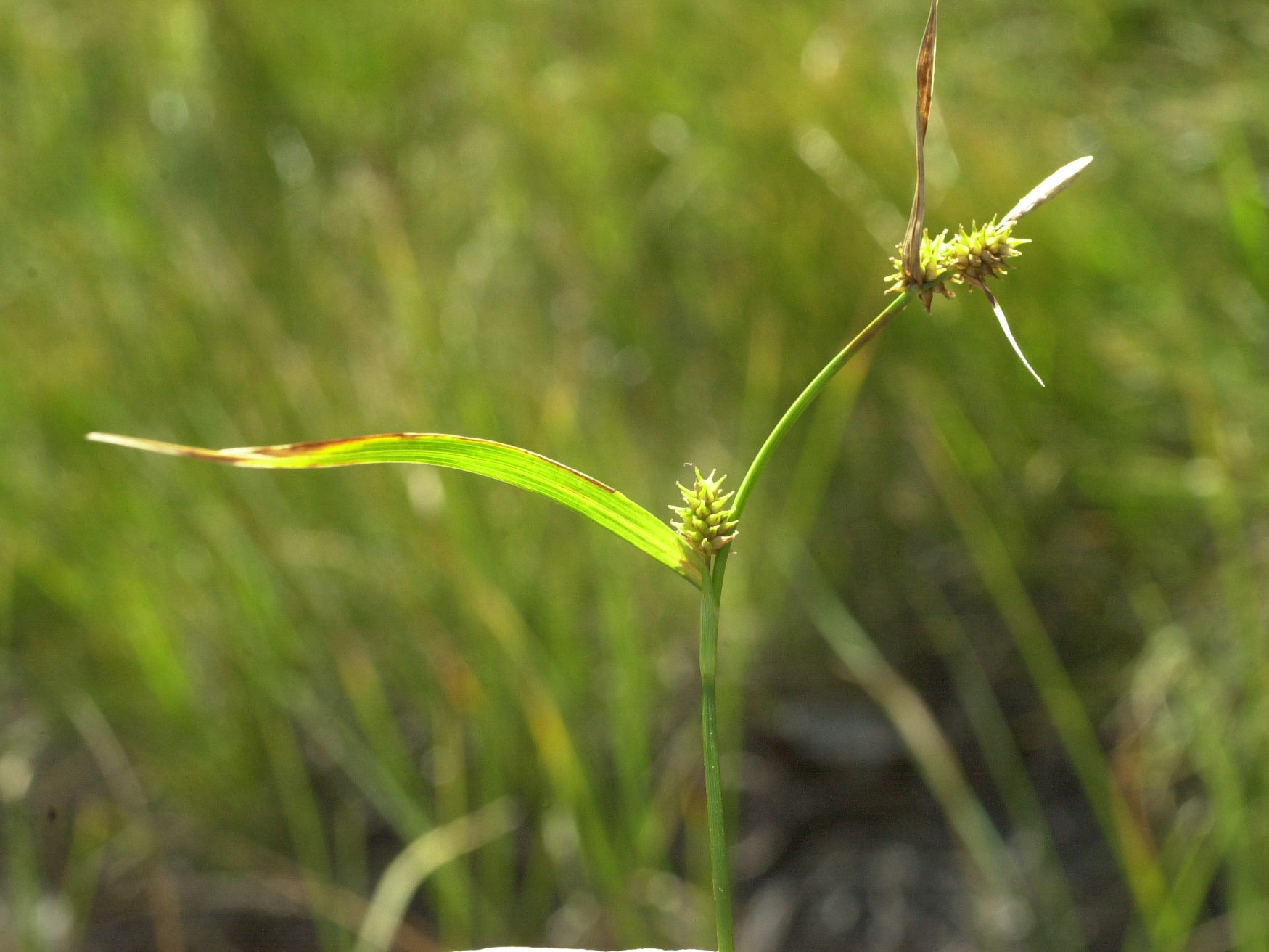 carex_viridula_oedocarpa1md