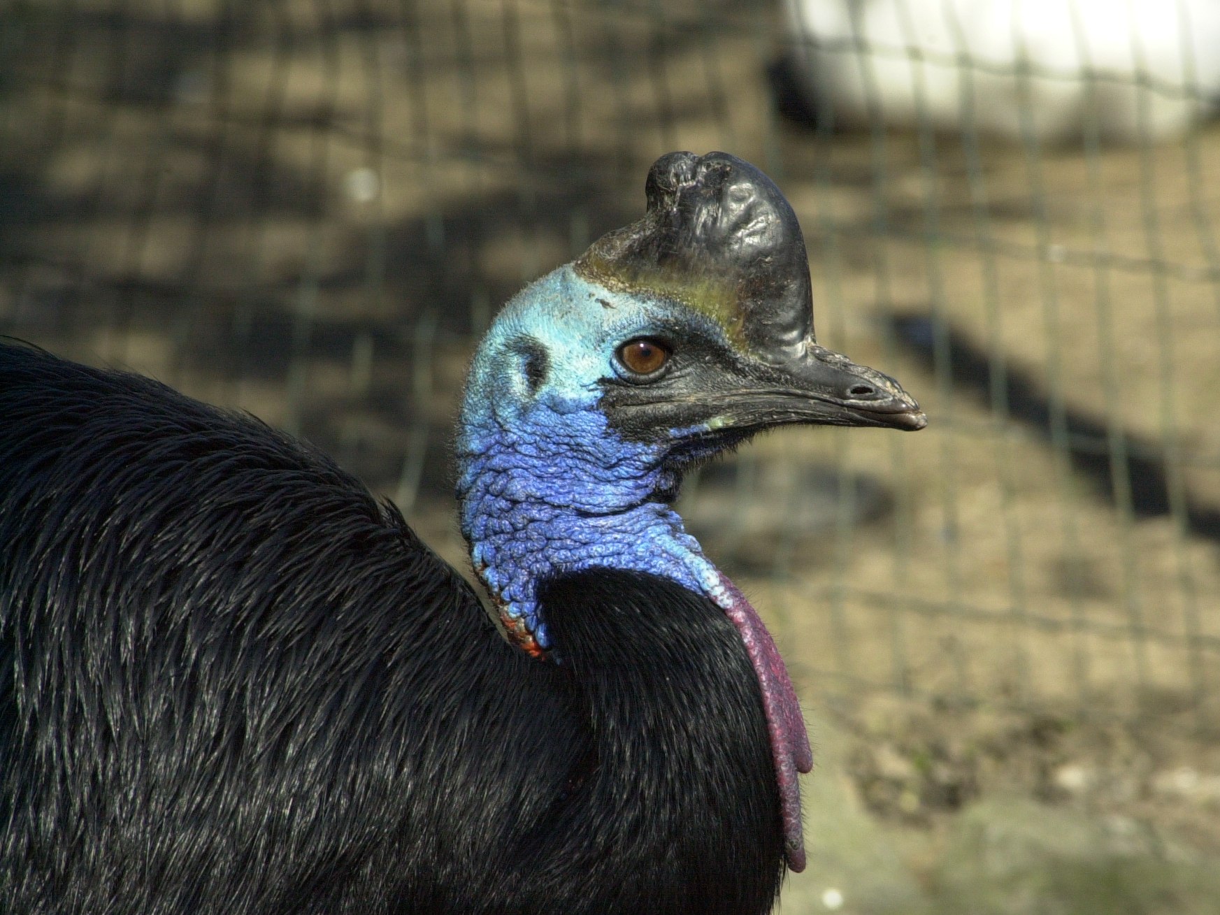 casoar_a_casque_-_casuarius_casuarius2md