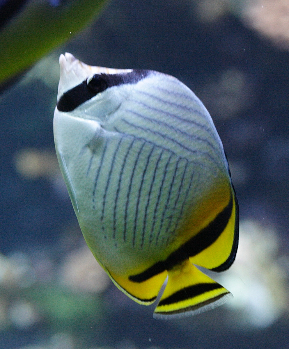 Afficher le média chaetodon_vagabundus1md chaetodon_vagabundus1md