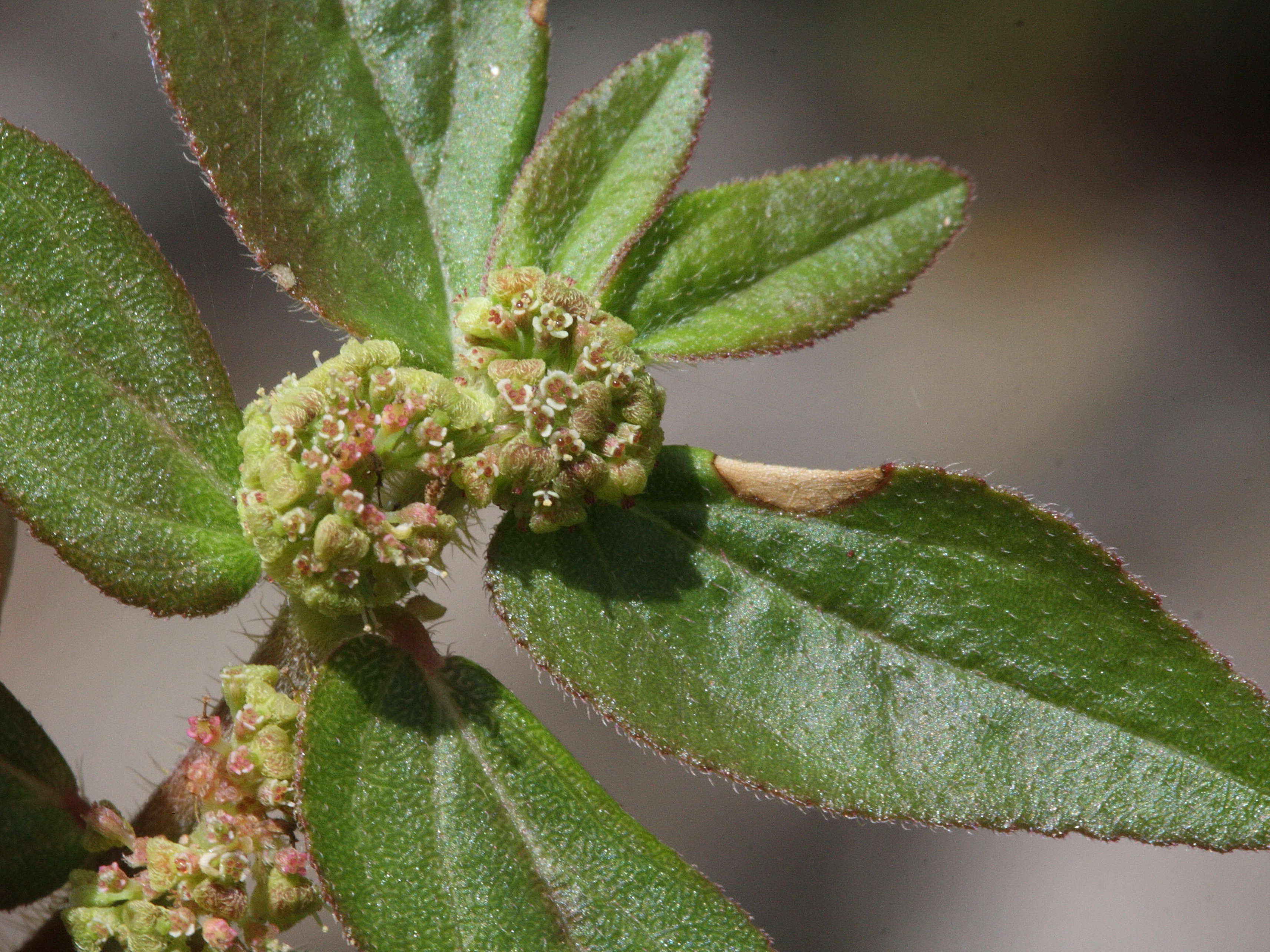 Afficher le média chamaesyce_hirta1md chamaesyce_hirta1md