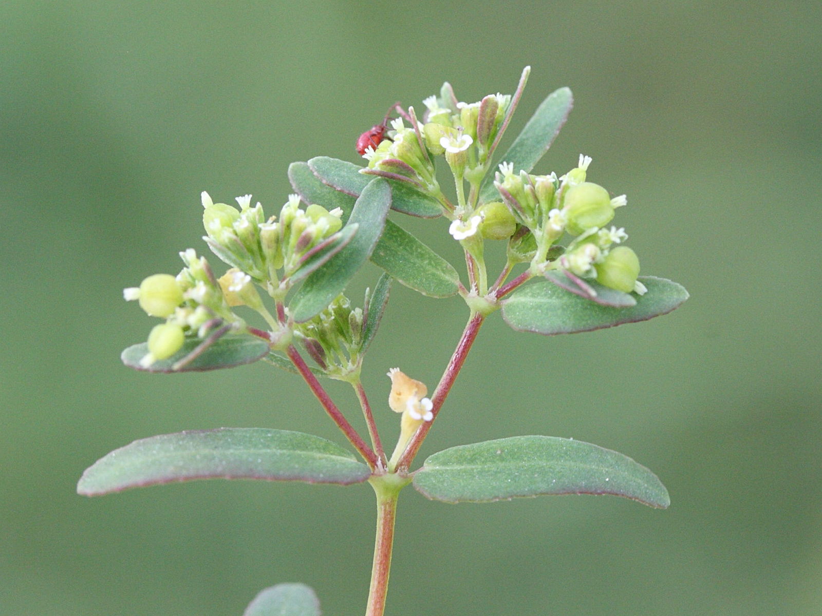 chamaesyce_hypericifolia2md