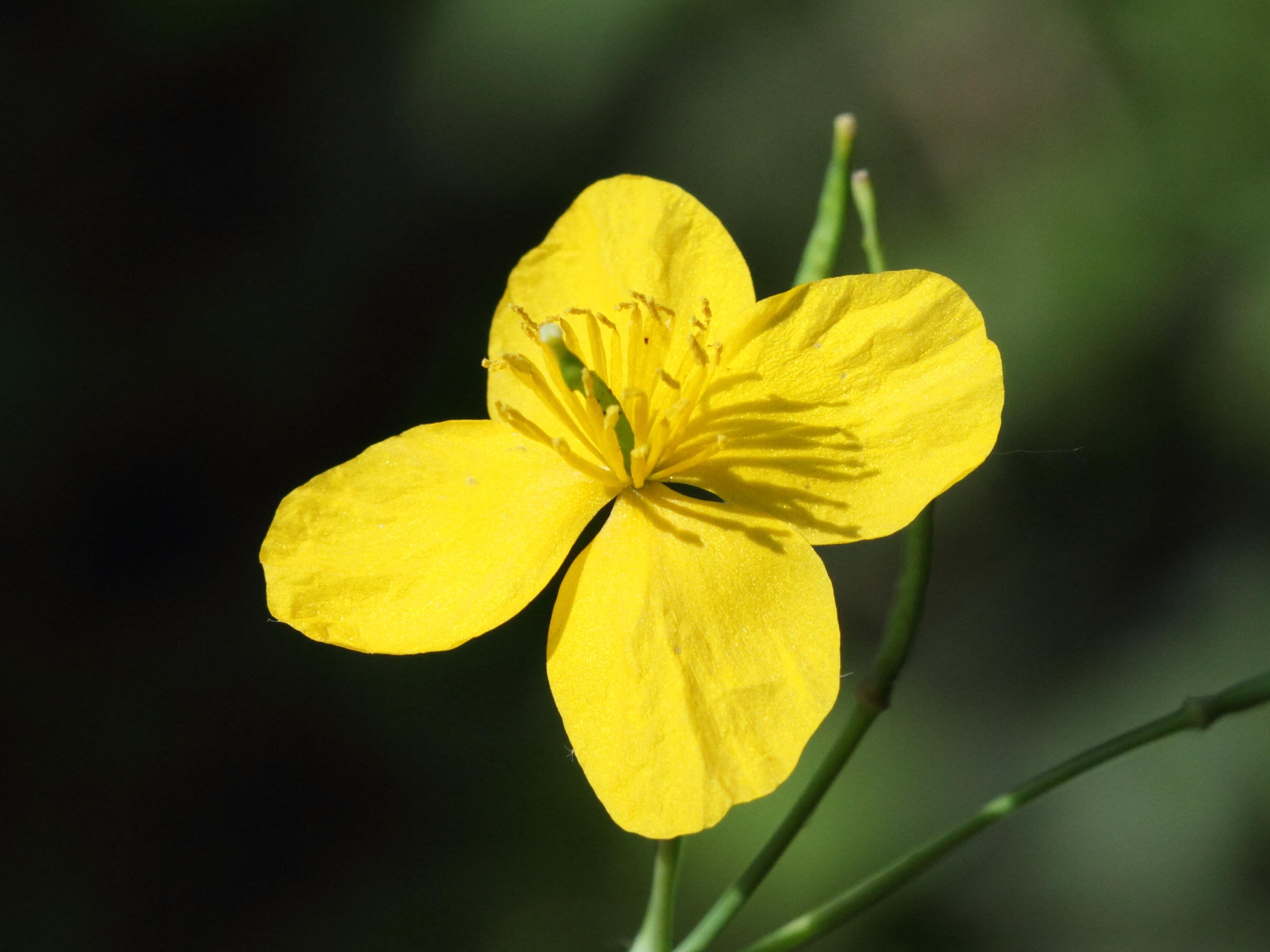 Afficher le média chelidonium_majus3bd chelidonium_majus3bd