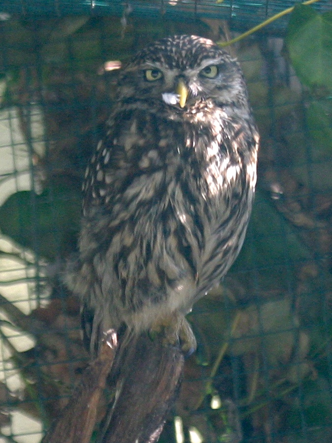 cheveche_d-athena_-_athene_noctua1bd