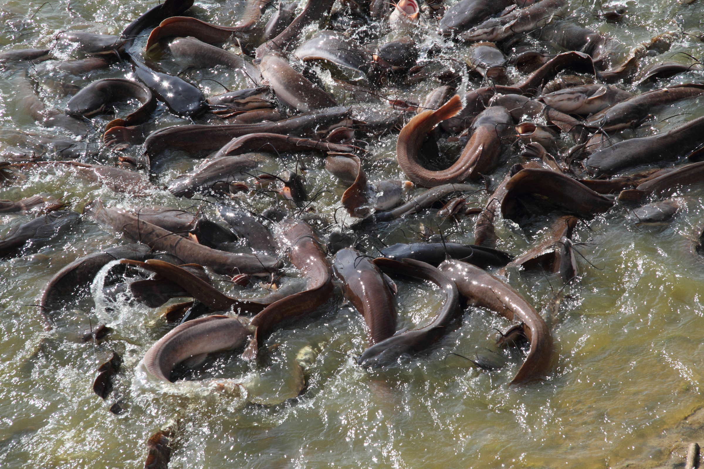 clarias_gariepinus2bd