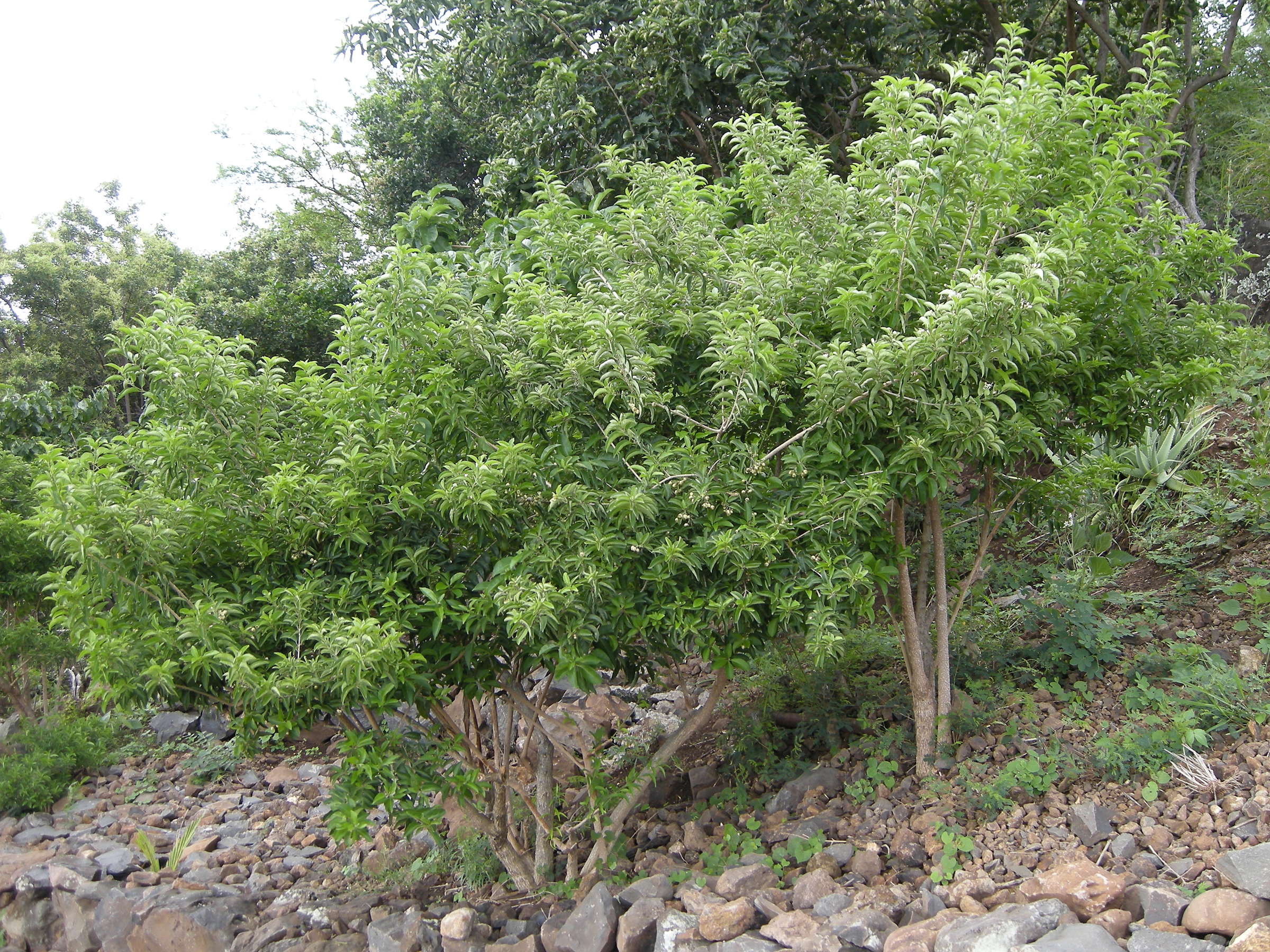 clerodendrum_heterophyllum1md