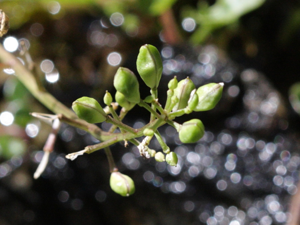 cochlearia_pyrenaica3bd